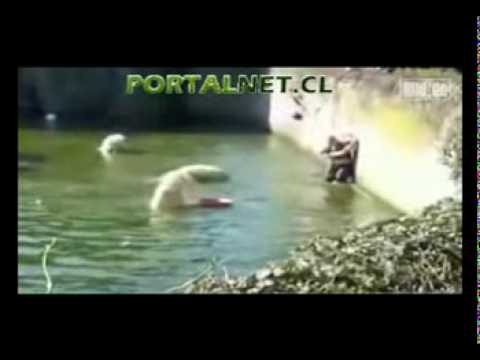 Polar Bear Attacks Woman At Berlin Zoo exclusive full version