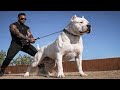 Hol Dir Keinen Dogo Argentino Bevor Du Das Gesehen Hast