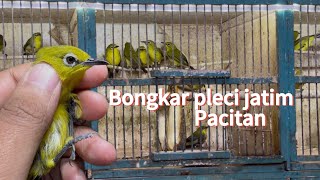BONGKARAN PLECI JATIM DAKUN PACITAN
