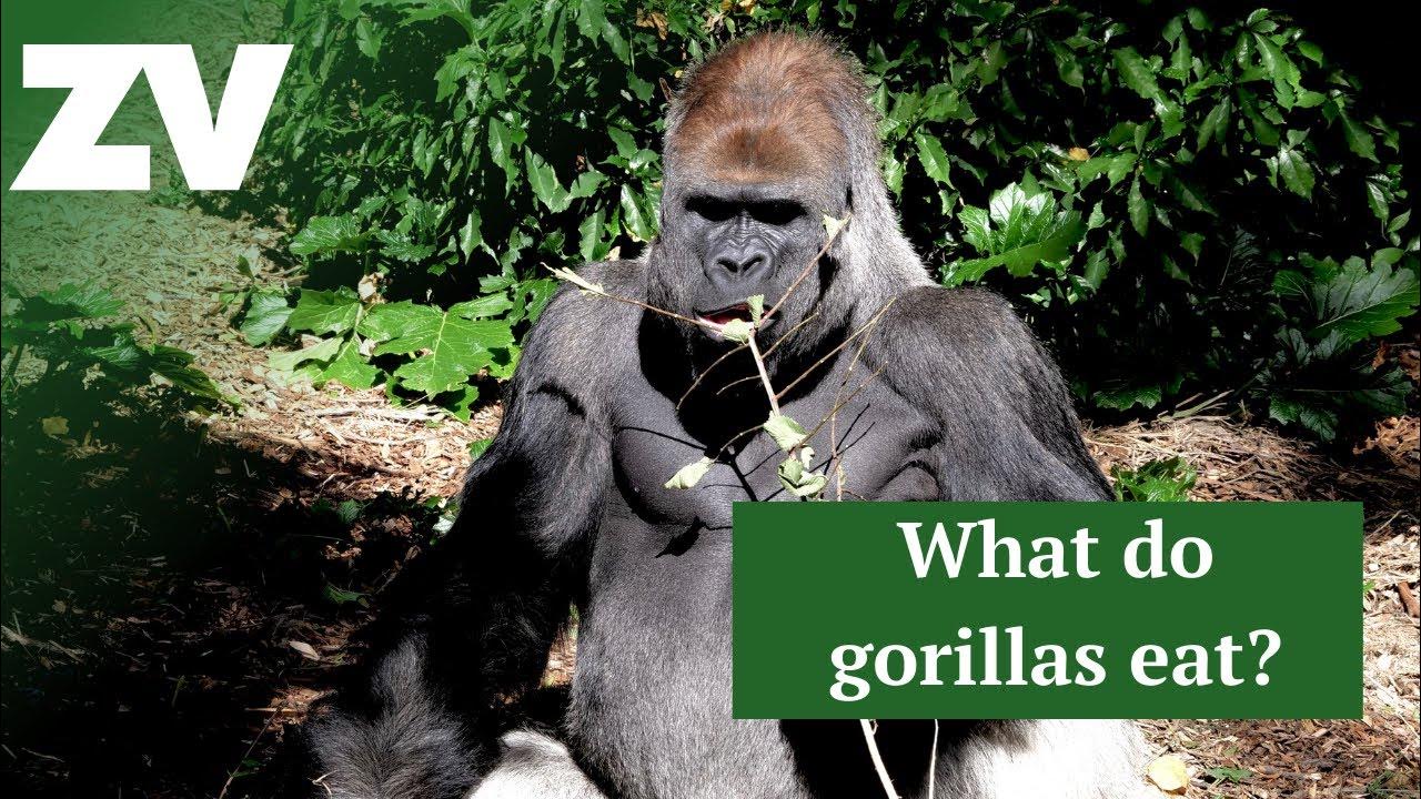 What do gorillas eat? - YouTube