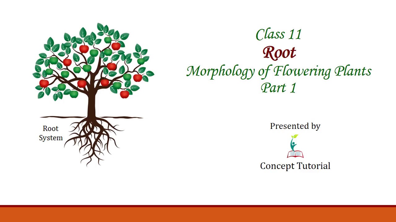Root Morphology & Modification | Morphology of Flowering Plants (Part 1 ...
