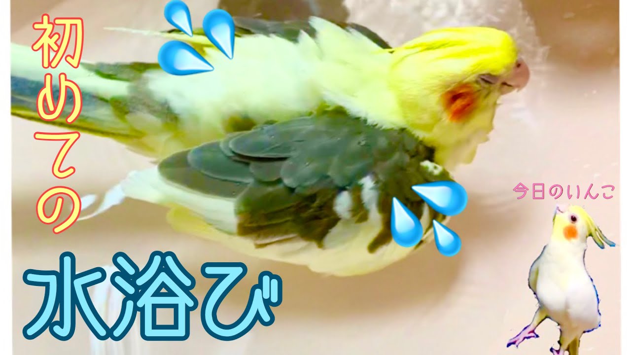 水浴び 初めて 水浴びに挑戦 仕草がいちいち可愛いオカメインコ Cockatiel Bathing For The First Time Youtube