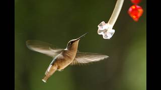 Play video: Hummingbirds: Wonder on Wings