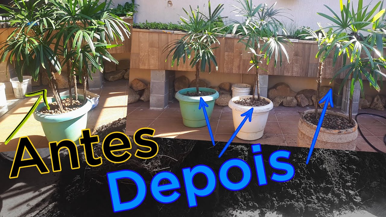 PALMEIRA RÁFIA Tirando MUDAS