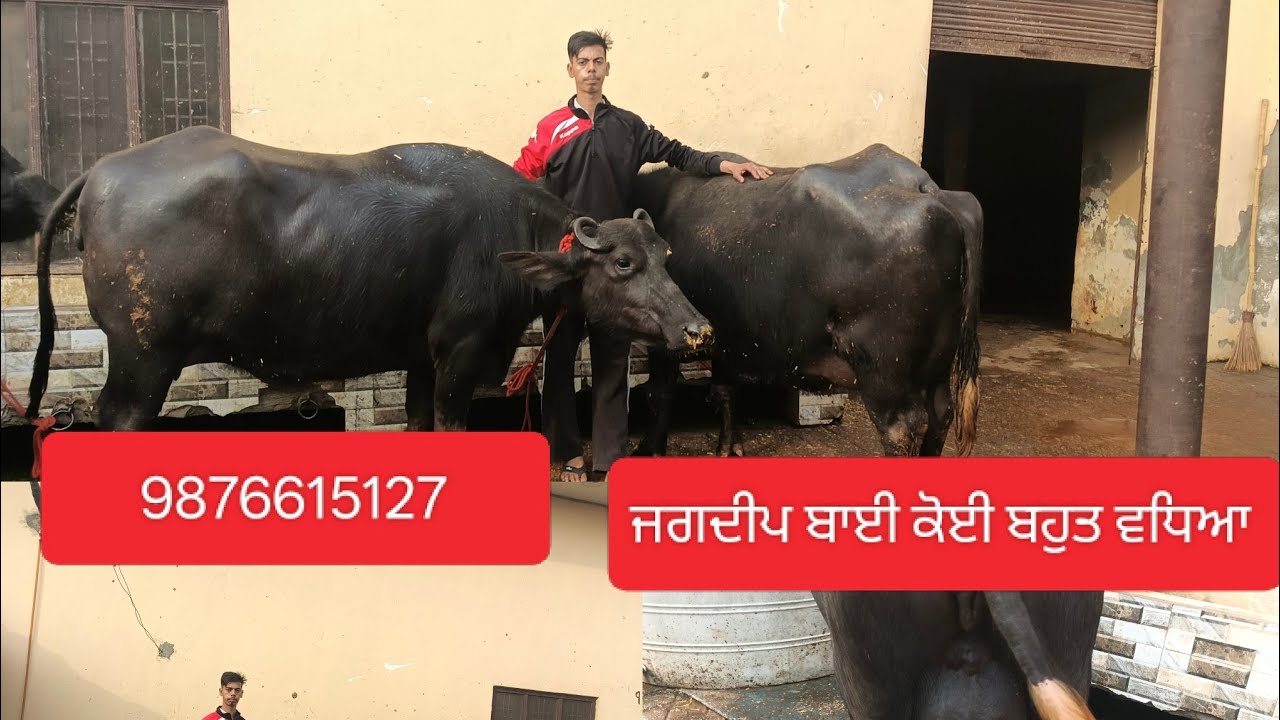 17 February 2026  9876615127 ਜਗਦੀਪ ਦੇ ਕੋਲ ਬਹੁਤ ਹੀ ਵਧੀਆ ਝੋਟੀਆਂ 