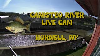 Canisteo River Live Cam 24/7 - Hornell, New York - 8-16-2026