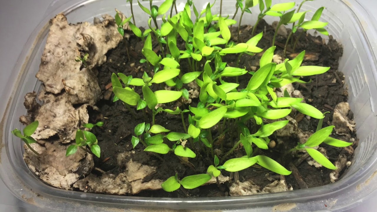 Lifepack, desechables biodegradables made in Cali