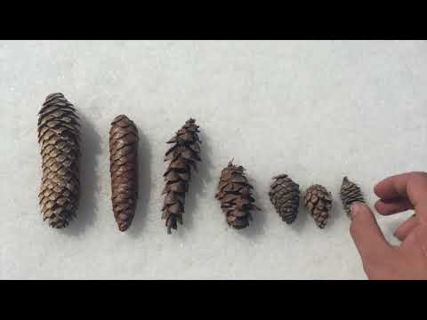 Identifying conifer cones in south Ontario.