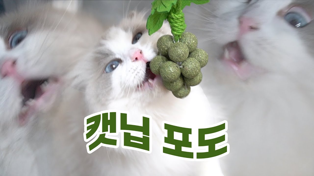 마농아 제발 정신 좀 차려...