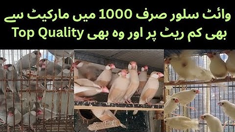 White Java silver Java Fawn Java Sparrow breeding Setup|| Java lo aur Breed Karvao| ASIF BIRDS FARM 