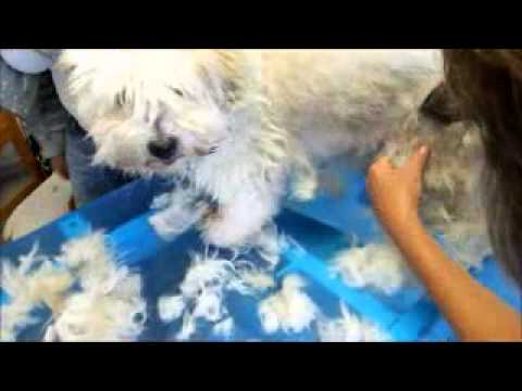 Video Hundeschur / Hund scheren Coton de Tulear mit Heiniger Saphir Cord Schermaschine