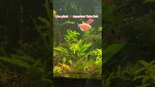 Live plant ?Aquarium Tetra  fish ? Good for home ?