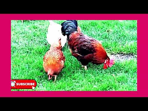 چرګان واښه خوري  how chicken eats grass