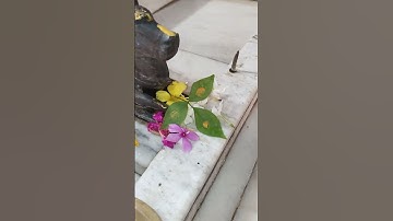 नंदीश्वर को बेलपत्र कहां चढ़ता है?#pradeepmishraji #mhadevbhakt #shivmahapurankatha #nandi #belpatra