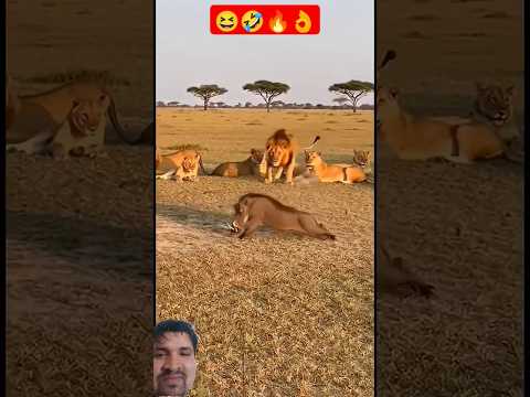 So Funny video 😁🤣😆👌🔥 #viral #trending  #shorts