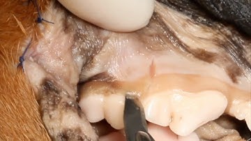 Veterinary Dentistry TIPS: Proper Patient Positioning During Extractions