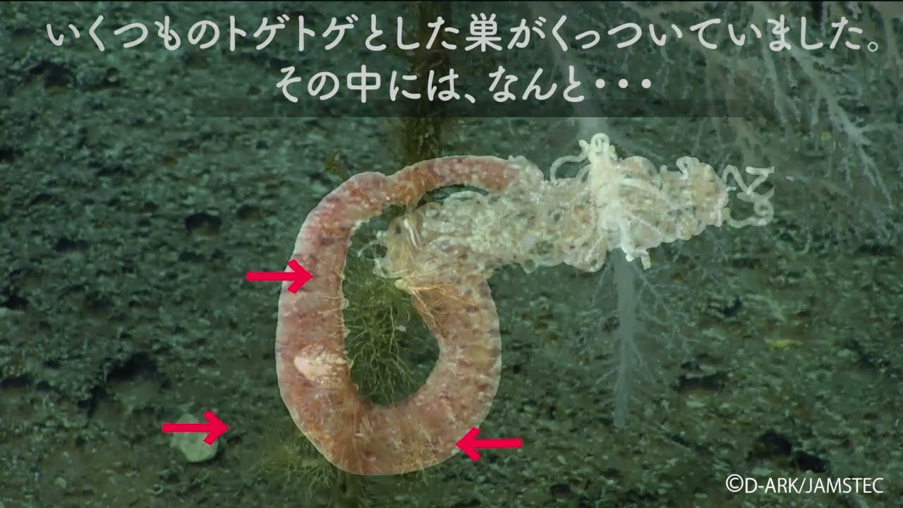 世界初、深海洞窟の中で発光する生物をとらえた！新種や希少種も続々