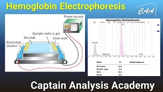 E3. Hemoglobin Electrophoresis  شرح تقنية الفصل الكهربائى للهيموجلوبين medicine screenshot 1