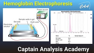 E3. Hemoglobin & HB Electrophoresis  شرح تقنية الفصل الكهربائى للهيموجلوبين