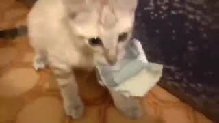 When a kitten has your money 😼 by OwlCat 29 views 2 years ago 1 minute