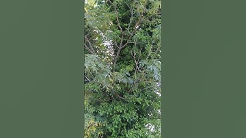 Thumbnail of old ash tree