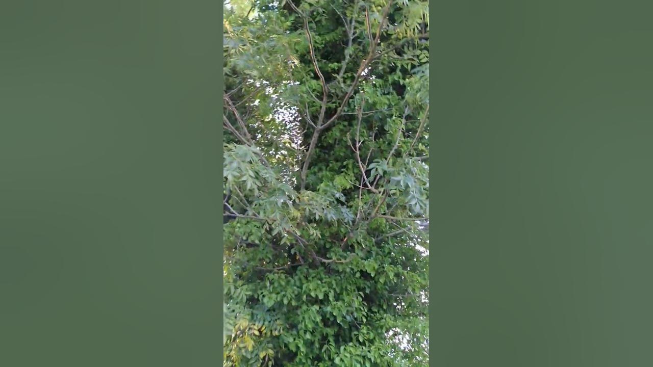old ash tree