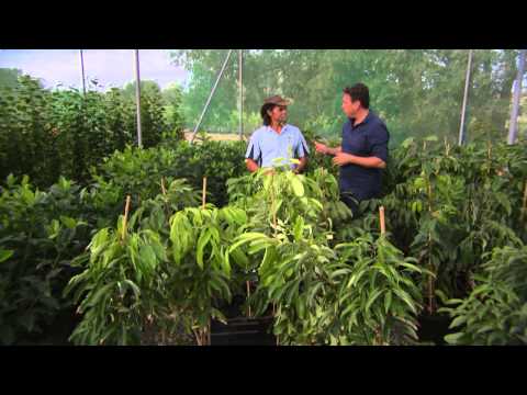 The Garden Gurus