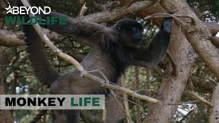 S9E07 | Woolly Monkey Chippy Patrols His New Home For The First Time | Monkey Life | Beyond Wildlife