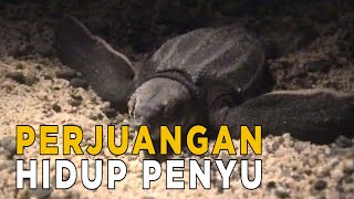 Perjuangan penyu belimbing dalam mempertahankan populasinya | JELAJAH