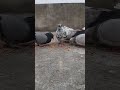 #pigeon #kabootar #shortvideo #kabutar #samisattipigeonclubrwpandisb #kabutr #subscribe