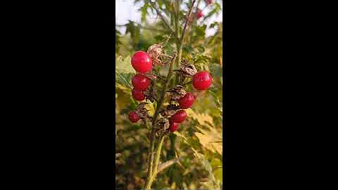 Beautiful Nature Shorts | Fruit & Flower
