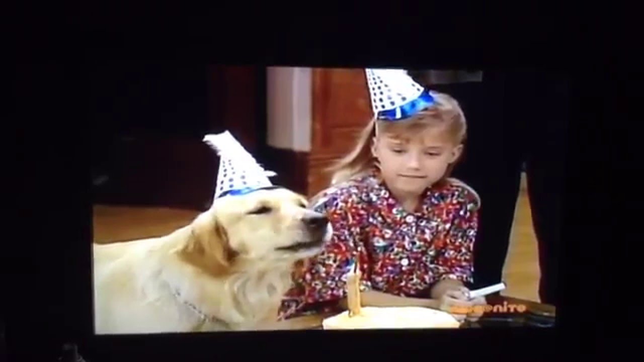 Golden retriever amazingly blows out birthday candles at party with his