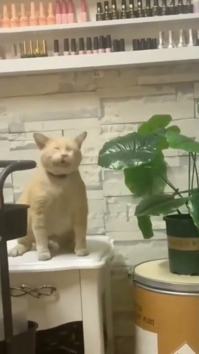 Kucing Bersin Lucu wkwkwk :v #kucing #kucinglucu #shorts