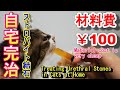 猫 尿路結石を（ストルバイト） 自宅で治す　Cure cat urethral stones at home cheaply.