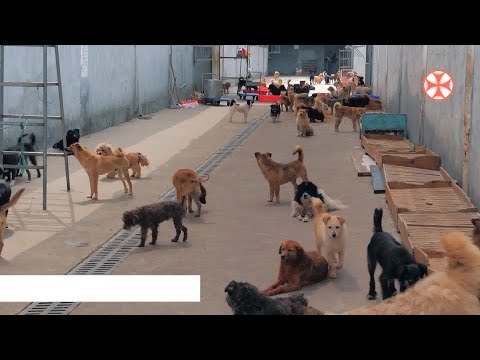 ძაღლებს საშუალოდ 89-90 სიტყვის დამახსოვრება შეუძლიათ