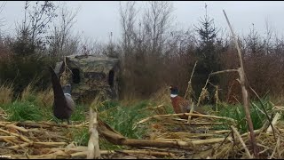 January hunt for pheasants Part 3 - Traditional Bowhunting - Recurve bow - Tales From the Willows screenshot 4