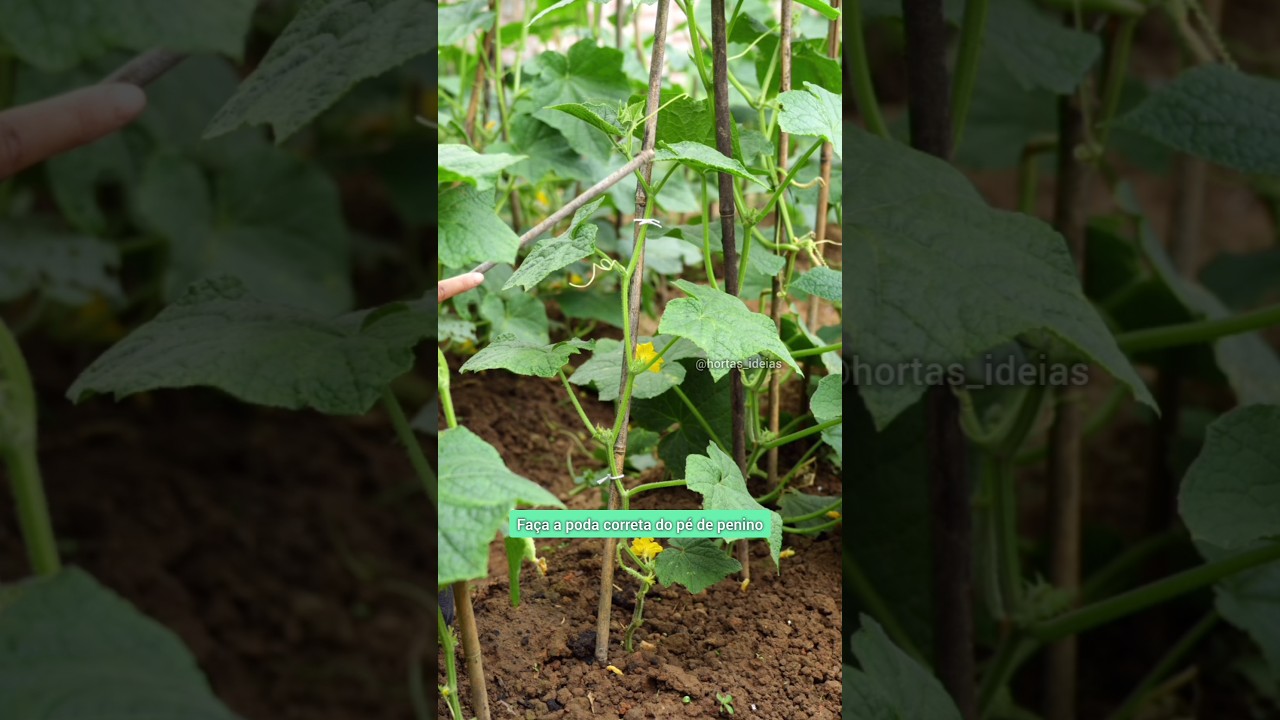Poda para cultivo de pepino #horta #garden #hortaemcasa #hortaorganica