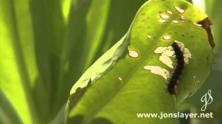 Sea Cow Island butterfly caterpillar