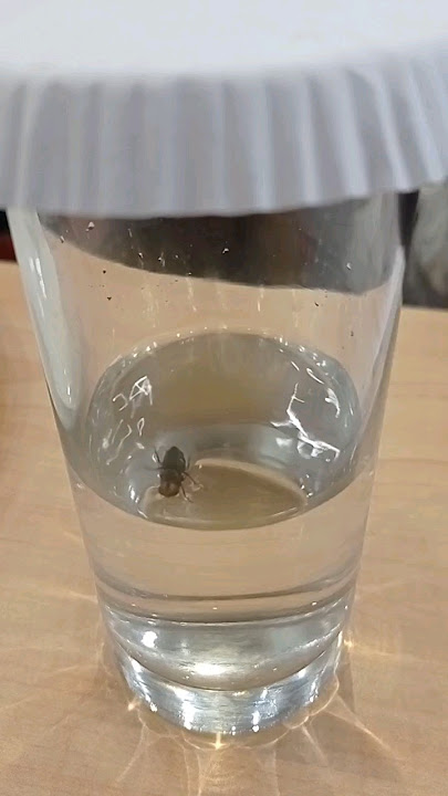 serangga #serangga #drink #insects  #berenang #animals #animalshorts #gelas #terjebak #airminum