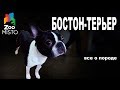 Бостон-терьер - Все о породе собаки | Собака породы - Бостон-терьер