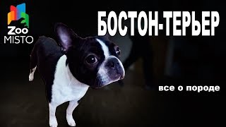 Бостон-терьер - Все о породе собаки | Собака породы - Бостон-терьер Бостон-терьер - Все о породе собаки | Собака породы - Бостон-терьер
