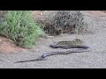 Snake Battle - Cobra vs Puff Adder