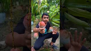 Red palmar mango Low Price Ready plant