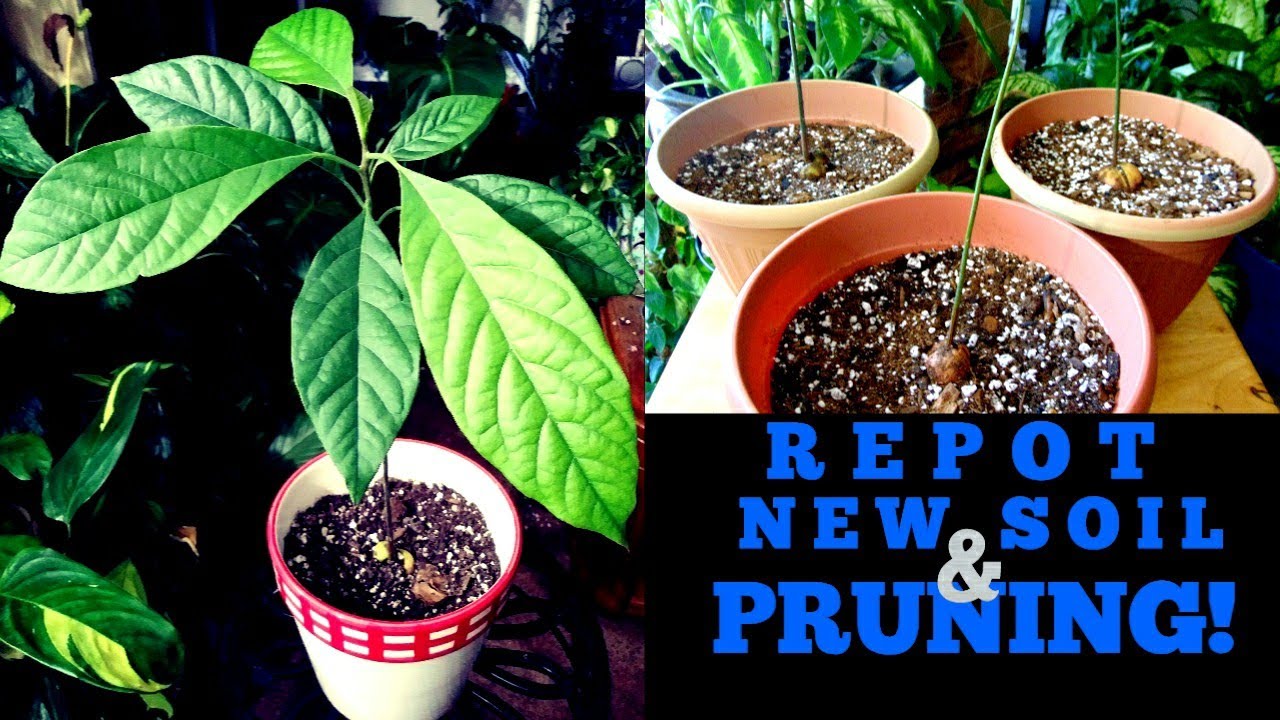 GROWING AVOCADO FROM SEED DAY -129!