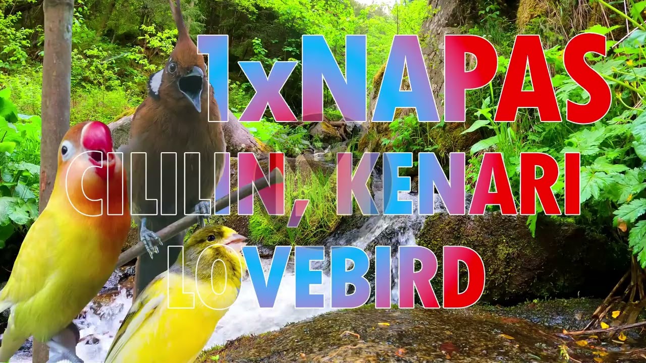 1x NAFAS 3 LAGU Cililin - Kenari - Lovebird jeda 30 Detik Cepat Masuk #Cililin #Kenari #lovebirds