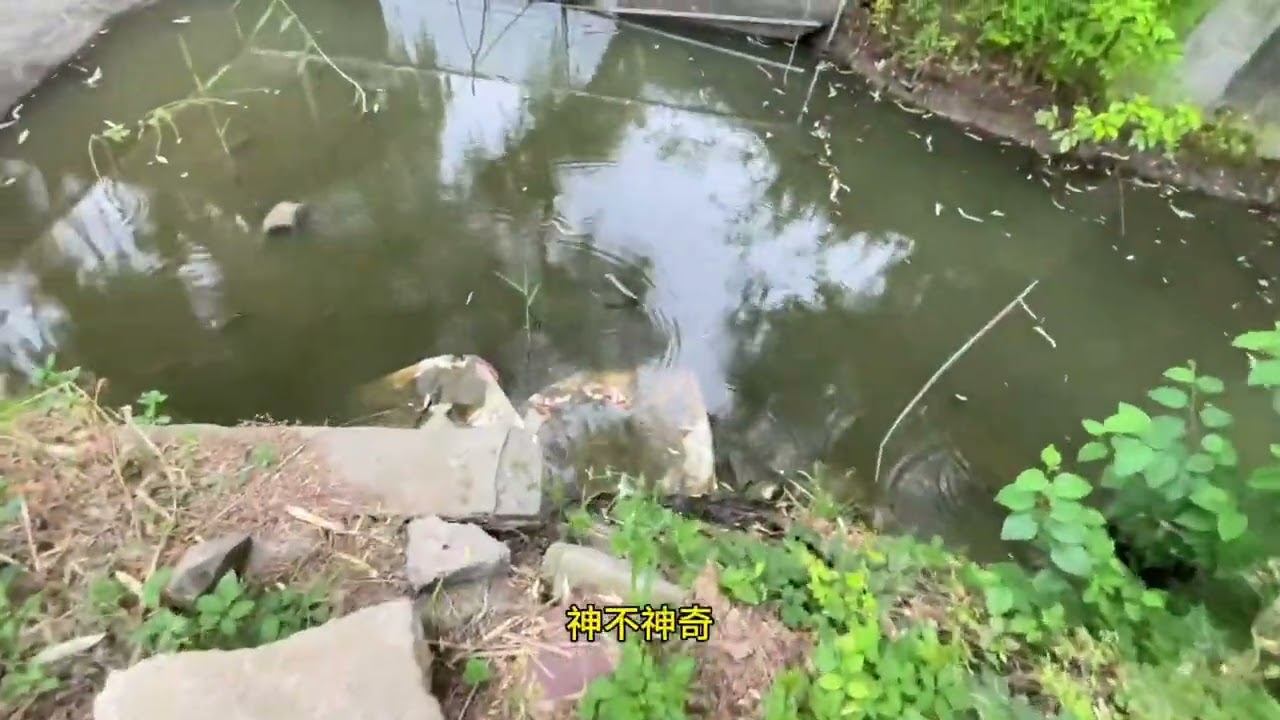 #真实户外  #野生黄鳝  #今天的收获   别问，别问，问就是爆网爆网！