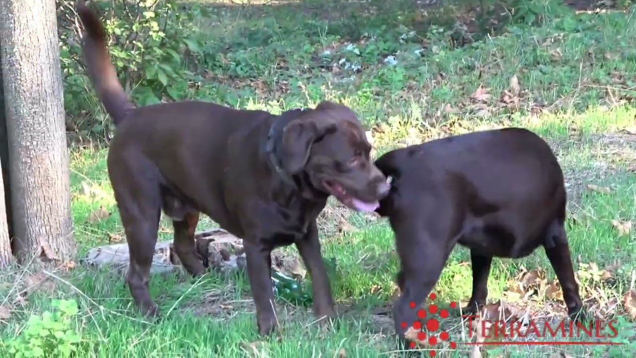 Labrador Inbreeding Cute Labrador pair | Pre Mating Setup | - YouTube