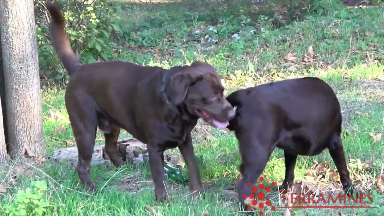 Cute Labrador pair Pre Mating Setup YouTube