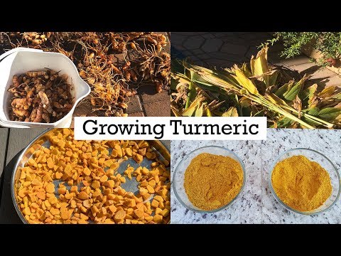 Видео: Та турмерик тарьж болох уу: Турмерик ургамал тариалах тухай мэдээлэл