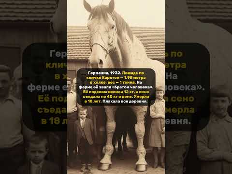 ЛОШАДЬ ВЕСОМ В 1 ТОННУ. #лошадь #гигантский #огромная #животные #люди #старыефото